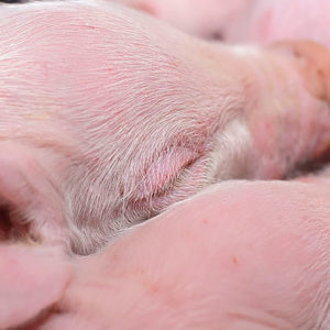 Swine Breeding Teaching, Research and Extension Unit