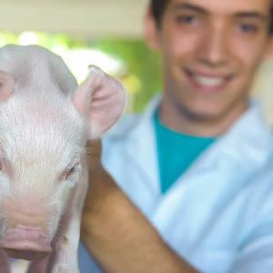 Teaching, Research and Extension Unit in Swine